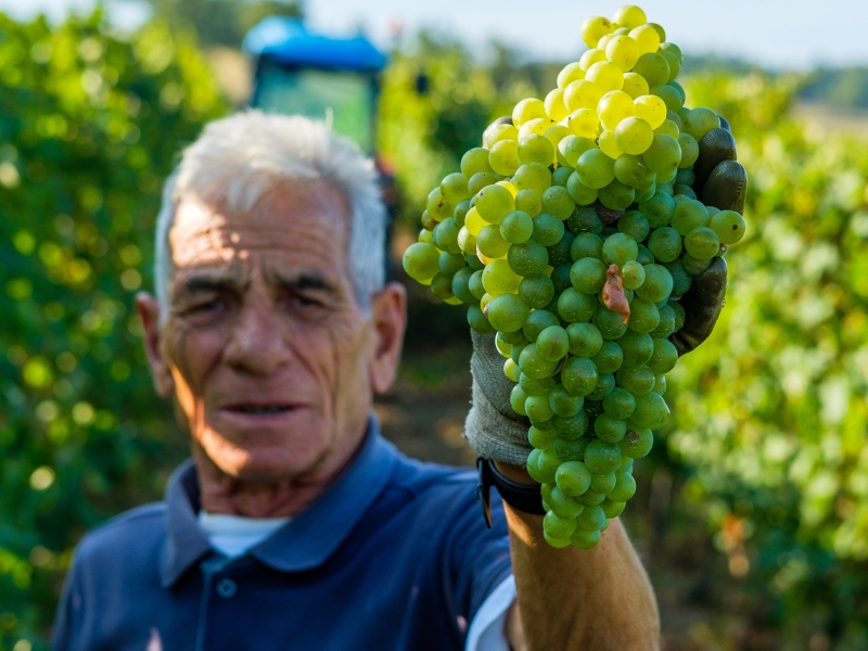 Mandirola Vini