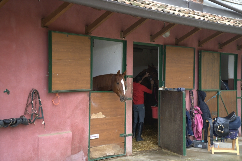 Il Cavallino d'Oro